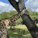 久9视频这里只有精品8 ck1470