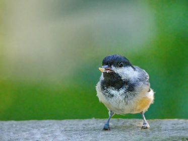 天天看免费A片 天天看免费A片