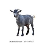 久久 丁香 综合 第一页 v02k36